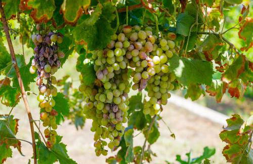 Alethea's Sea View Apartment - Foto 73