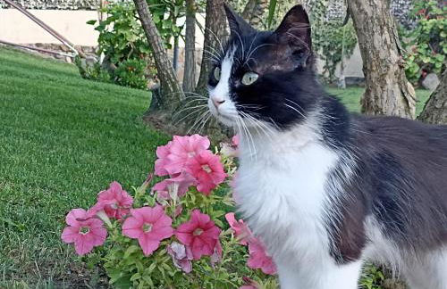 Villa REBECCA - Foto 47