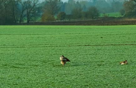 Large open plan villa with garden near the Thames - Photo 29