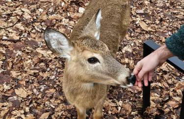 3BR, Lakeview, Hot Tub, Nintendo Switch - Deer Haven Poconos Retreat - Foto 5