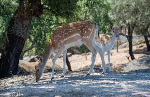 Herdade da Rocha - Boutique Lodge - Foto 7