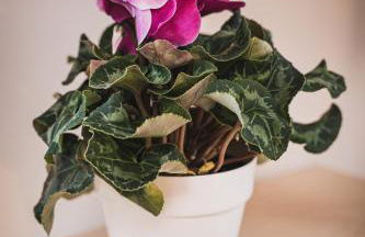 Casamè Apartment Sulmona - a due passi dal centro, free bike park - Photo 26