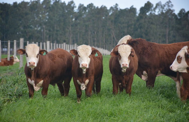 Estancia La Violeta - Foto 62