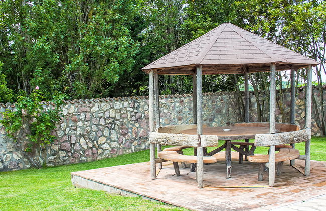 Olivo secolare - Foto 4