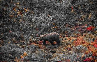 Northern Lights Log House w/ Sauna - Foto 36