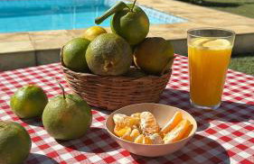 Casarão Miguel Pereira - Refúgio na Natureza com Lareira Externa, Piscina, Fondue e Amplo Jardim - 12 Min do Parque Terra dos Dinos - Foto 11