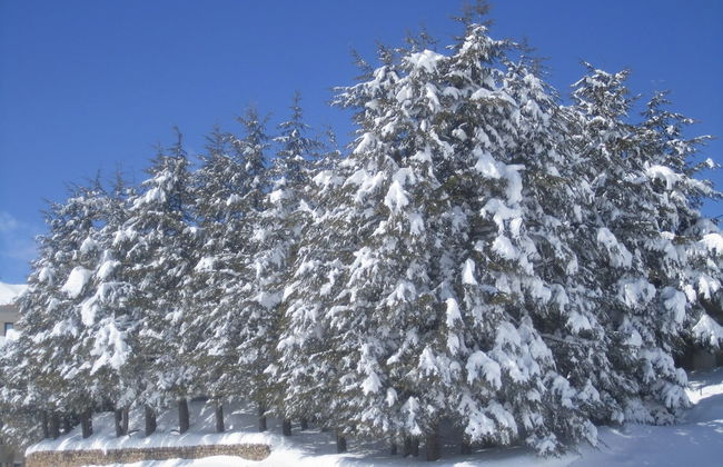 Cedars Palace - Foto 23