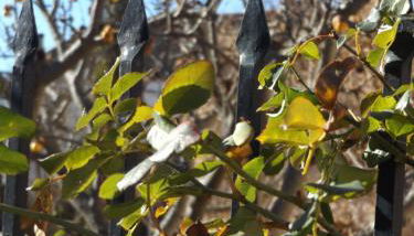 La Fragua de los Alvaro - Foto 3, Garden, Garden view, Other