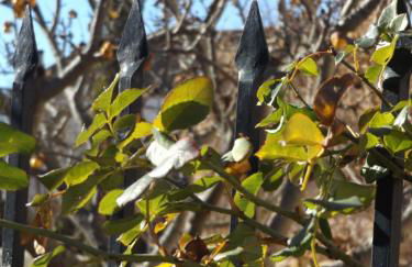 La Fragua de los Alvaro - Foto 3