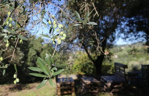 La Masseria PietraMarmo Caiazzo - App to con vista - Foto 25