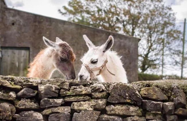 The Cuddly Cow Cosy Barn Studio Campview Farm Stay - Foto 32