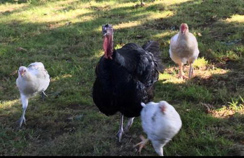 Gite Les Sources - Foto 24