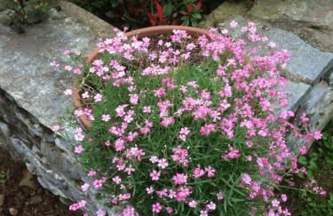 Dimora Fiorita Junior My Holiday Home - Foto 26