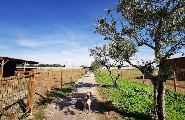 Quinta do Louredo - Photo 51