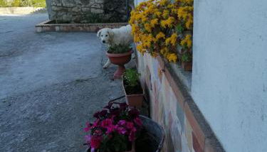 casa Dani - accogliente appartamento - Foto 5, Garden view