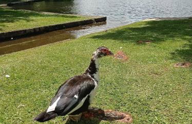 Suíte Superior no Laje de Pedra (1003) - Foto 38