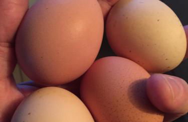 The Stable with cozy logburner - Foto 38