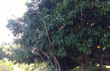 Paraíso de Toque Toque Grande - Foto 7