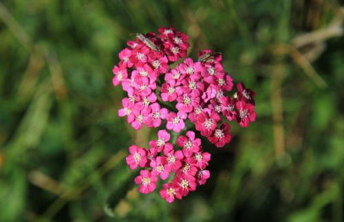 Alojamientos Rurales Cortijo Las Golondrinas - Foto 54