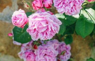 Strongate Cottage Rural Retreat - near Bridport & Jurassic Coastline - Photo 19