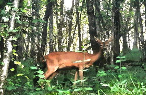 Chambre d'étape et Gîte de séjour- DomaineSalamandre-fr - Piscine, Nature, GR65 et Télétravail - Foto 8