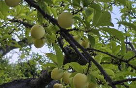 Villa del Poggio - Foto 28