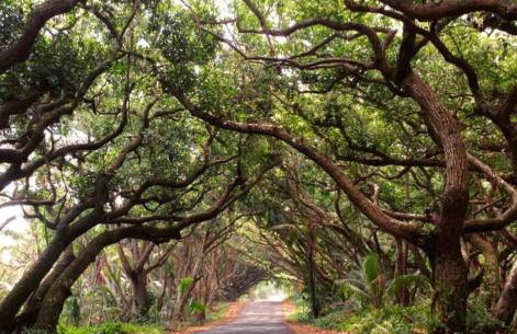 Beautiful Brand New Hawaiian Beach Home - Foto 25