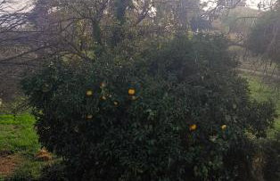 Pelion Malaki- Casa Verde - Foto 80