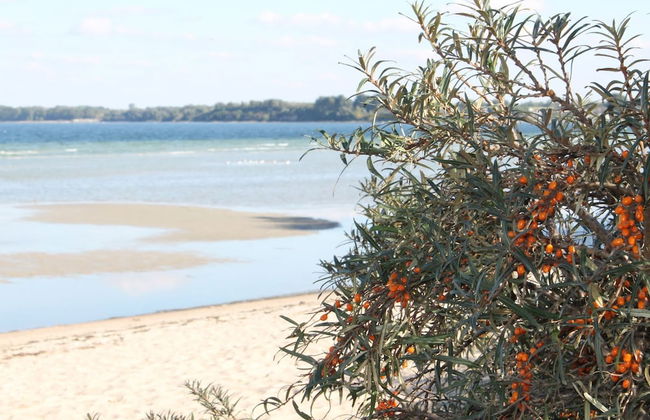 Warnkenhagen Garden Bungalow - Foto 16