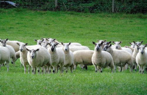 Gwilym's Stable - Foto 23