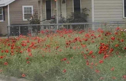 Lovely Cottage Rental with Waterfall on San Gabriel River near Austin, Texas - Foto 45