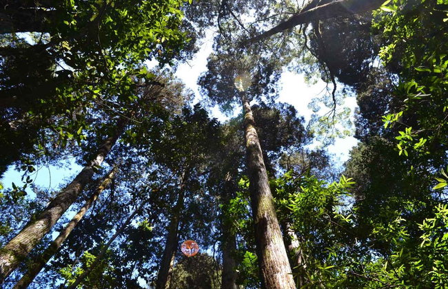 Visite privée de Puerto Varas, Nueva Braunau et Lahuen Ñadi - Photo 2