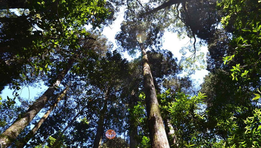 Puerto Varas, Nueva Braunau & Lahuen Ñadi Private Tour - Foto 2, Lahuen Ñadi