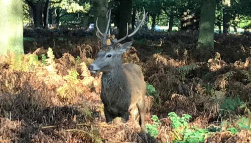 Stables, 2 bed, Private Eco House, Dartmoor - Foto 3