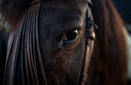 Villa Oliva - Foto 36