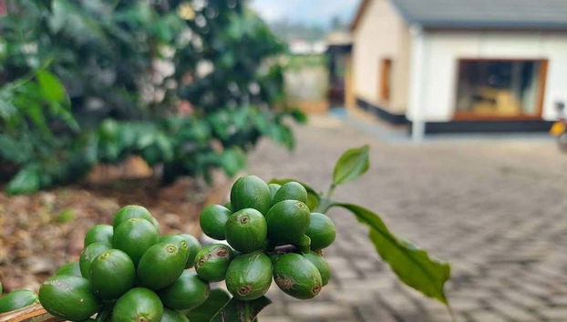 Kigali Coffee Tasting Experience - Foto 2