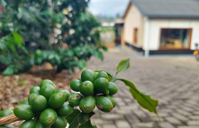 Degustação de café em Kigali - Foto 2