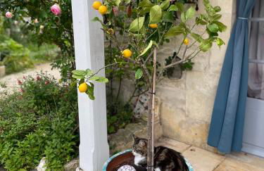 Sous l olivier - Foto 8