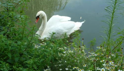 Wooden chalet, for 4 people air-conditioned - Foto 3