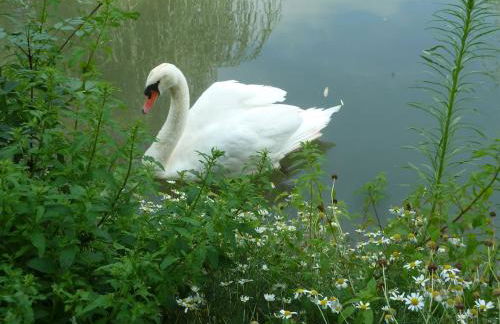 Wooden chalet, for 4 people air-conditioned - Photo 3
