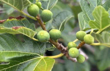 Welcome to Casa Fitz with Ocean Views and Air Conditioning - Photo 28