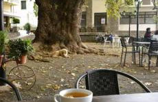 Το ΦΑΡΑΓΓΙ ΤΟΥ ΠΑΡΝΑΣΣΟΥ 4 - Foto 8