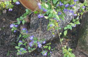 Casa das Fragas - Foto 38