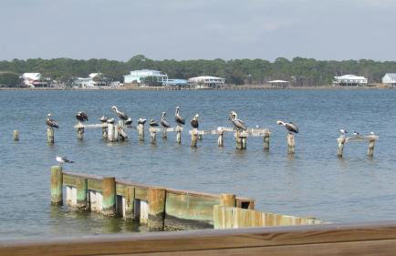 Gulf Shores Surf and Racquet Club 211A-Beach Views - Foto 44