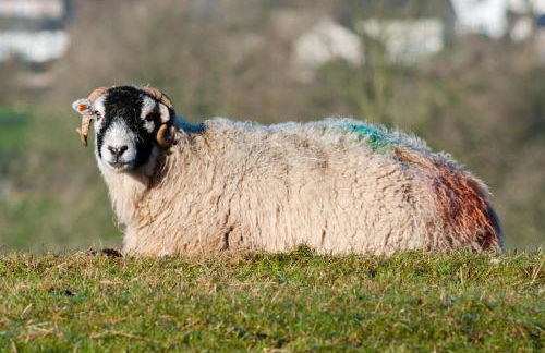 Little Apple Cottage- Free Parking, Hot tub, Fire, Town Centre - Foto 46