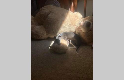 Comfy, Quiet, Condo near Lake Mary and the Village - Foto 32