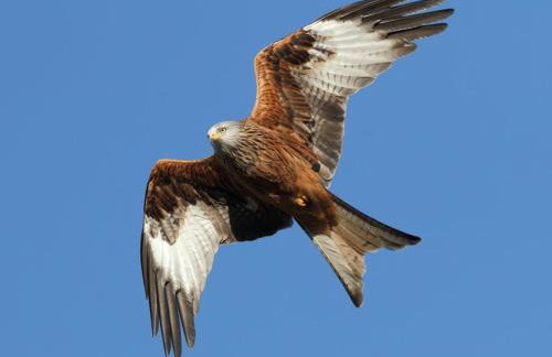 Corner Cwtch - Foto 28