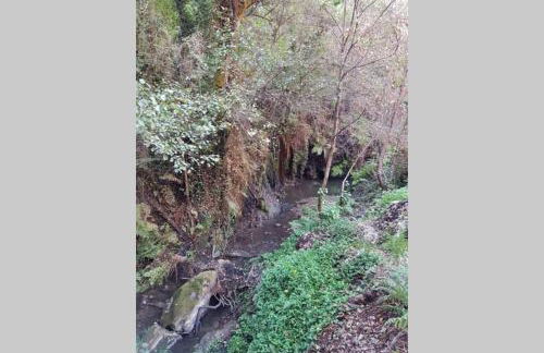 Palheirinho - Foto 26