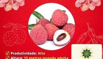 Casa Amarela Ecoloft Brasil 88 - Foto 3