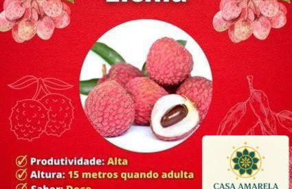 Casa Amarela Ecoloft Brasil 88 - Foto 3